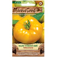 Giant YELLOWSTONE Vine Tomato, Yellow - Seeds
