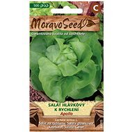 Fast-growing Lettuce APOLLO - Seeds