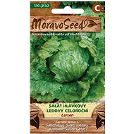 Year-round Iceberg Lettuce LARSEN - Seeds