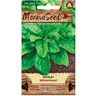MORAVOSEED CZ Spinach WINTERRIESEN - Seeds