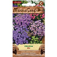 Swan River Daisy, Mixture - Seeds