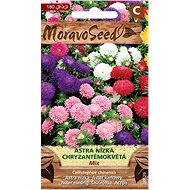 MORAVOSEED CZ Astra chrysanthemum, Chinese low chrysanthemum-flower, mixture - Seeds