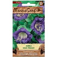 Kobea - Climbing Roller, Purple - Seeds