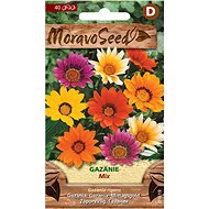 MORAVOSEED CZ Gazania, mixture - Seeds