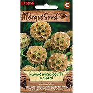 Star-shaped Daisy for Drying, Mixture - Seeds