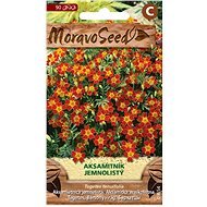 Marigold, Red-leaved, Red - Seeds