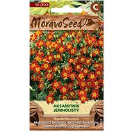 MORAVOSEED CZ Red velvetleaf velvetleaf, red - Seeds