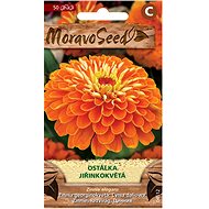 Perennial Dahlia Flowers, Orange - Seeds