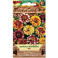 Haage Zinnia, Mixture - Seeds