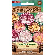 MORAVOSEED CZ Carnation carnation with border, mixture - Seeds