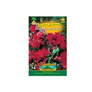 Begonia overhanging RED 2pcs - Bulbous Plants