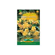Begonia overhanging YELLOW 2pcs - Bulbous Plants
