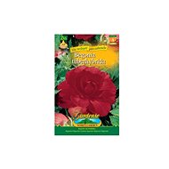 Begonia large-flowered RED 2pcs - Bulbous Plants