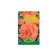 Begonia large-flowered SALMON 2pcs - Bulbous Plants