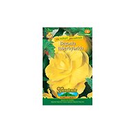 Begonia large-flowered YELLOW 2pcs - Bulbous Plants