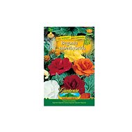 Begonias large-flowered, mixture 3pcs - Bulbous Plants