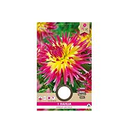 Cactus daisy LINDSAY MICHELLE 1pc - Bulbous Plants