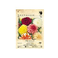 Daisy decorative tall, mix 3pcs - Bulbous Plants