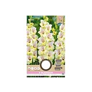Gladiola large-flowered MON AMOUR 6pcs - Bulbous Plants