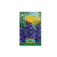 Gladiola large-flowered VIOLETTA 6pcs - Bulbous Plants