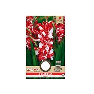 Gladiola large-flowered ZIZANIE 6pcs - Bulbous Plants