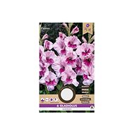 Gladiola large-flowered ALANNAH 6pcs - Bulbous Plants