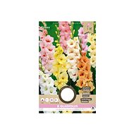 Gladiolus large-flowered PASTEL, mixture 8pcs - Bulbous Plants