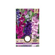 Gladiola large-flowered PURPLE 8pcs - Bulbous Plants
