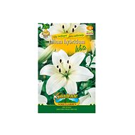 Lilies, Asian hybrids WHITE 2pcs - Bulbous Plants