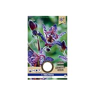 Tricyrtis BLUE WONDER 1pc - Bulbous Plants
