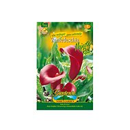Kala MAJESTIC RED 1pc - Bulbous Plants