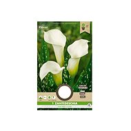 Kala ALBOMACULATA 1pc - Bulbous Plants