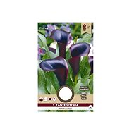 Kala BLACK FOREST 1pc - Bulbous Plants