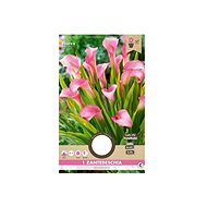 Kala REHMANII PINK 1pc - Bulbous Plants