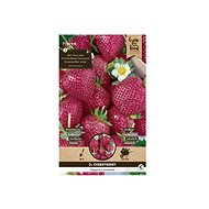 Jahodník CHERRYBERRY 2ks - Sazenice