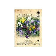 Iris iris 50pcs - Bulbous Plants