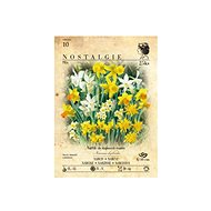 Daffodil 25pcs - Bulbous Plants