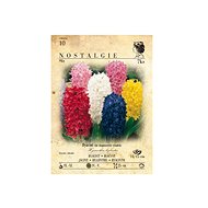Hyacinth 7pcs - Bulbous Plants