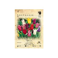 Tulip 15pcs - Bulbous Plants