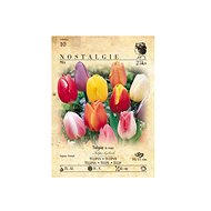 Tulip 25pcs - Bulbous Plants
