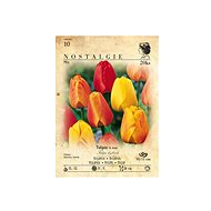 Tulip 20pcs - Bulbous Plants
