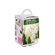 Hyacinth 1pc box - Bulbous Plants