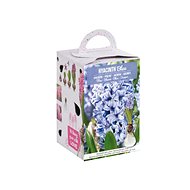 Hyacinth 1pc box - Bulbous Plants