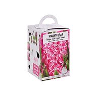 Hyacinth 1pc box - Bulbous Plants