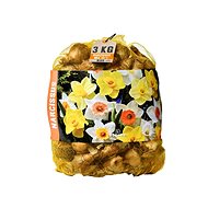 Daffodil 3kg bag - Bulbous Plants