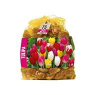 Tulip 75pcs bag - Bulbous Plants