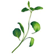 Plantui Marjoram - Capsule