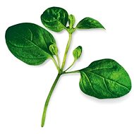 Plantui Oregano - Capsule