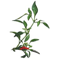 Plantui Chili Demon Red - Capsule