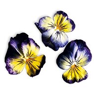 Plantui Viola Lemon Blueberry - Capsule